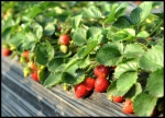 healthy strawberry_150_border