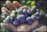blueberries california
